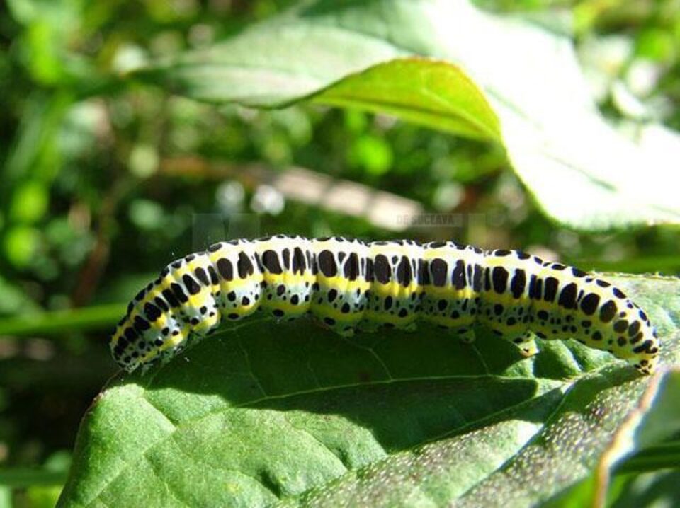 „Culturele de la țeară”