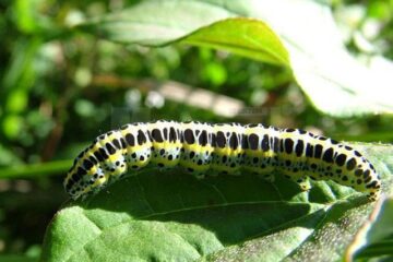 „Culturele de la țeară”