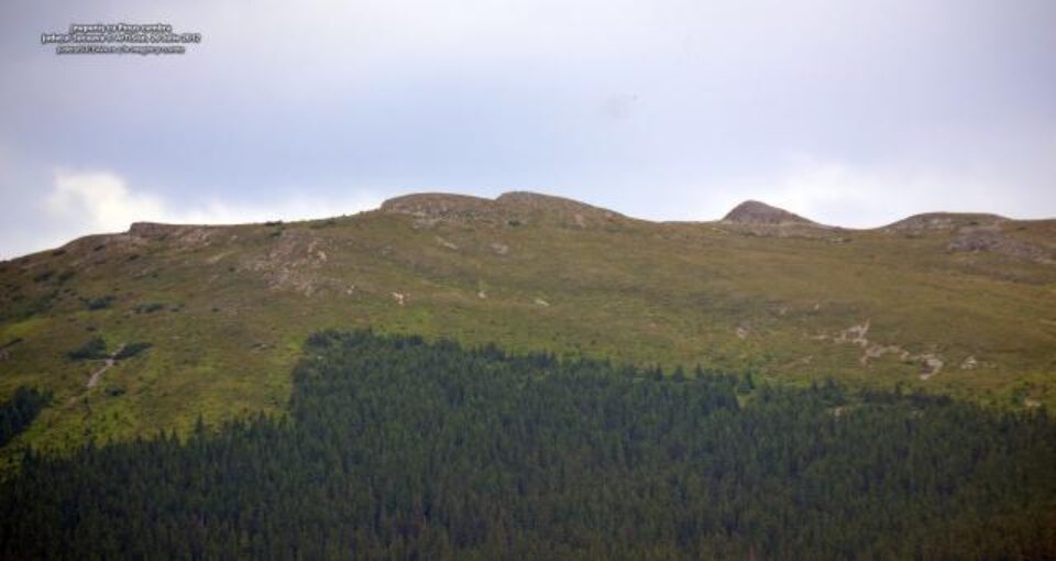 Rezervația forestieră Jnepeniș cu Pinus cembra