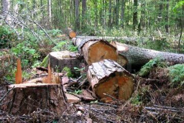 În teren au fost identificate 577 de cioate ale unor copaci tăiați ilegal