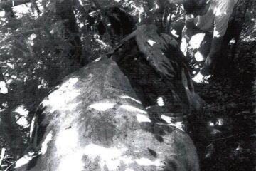 Vacă sfâșiată de urs