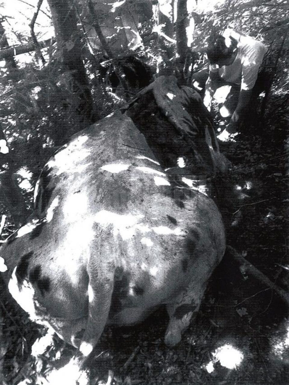 Vacă sfâșiată de urs