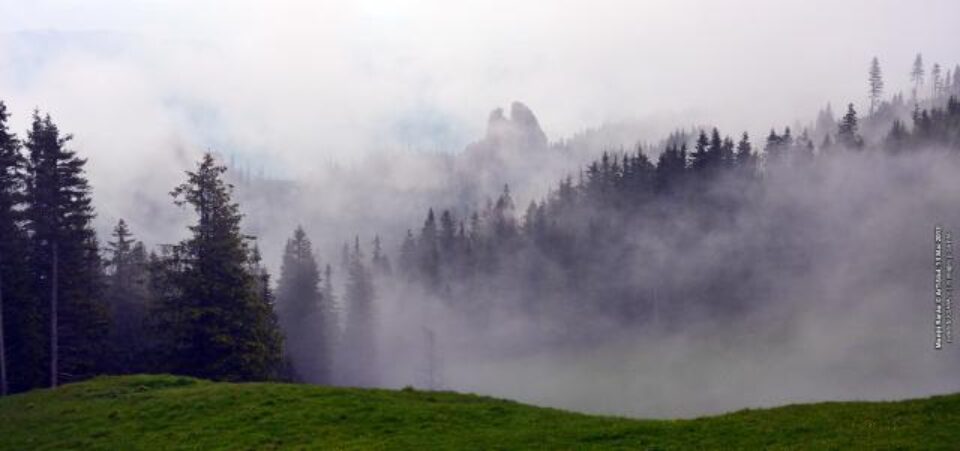 Rezervația botanică Fânețele montane Todirescu