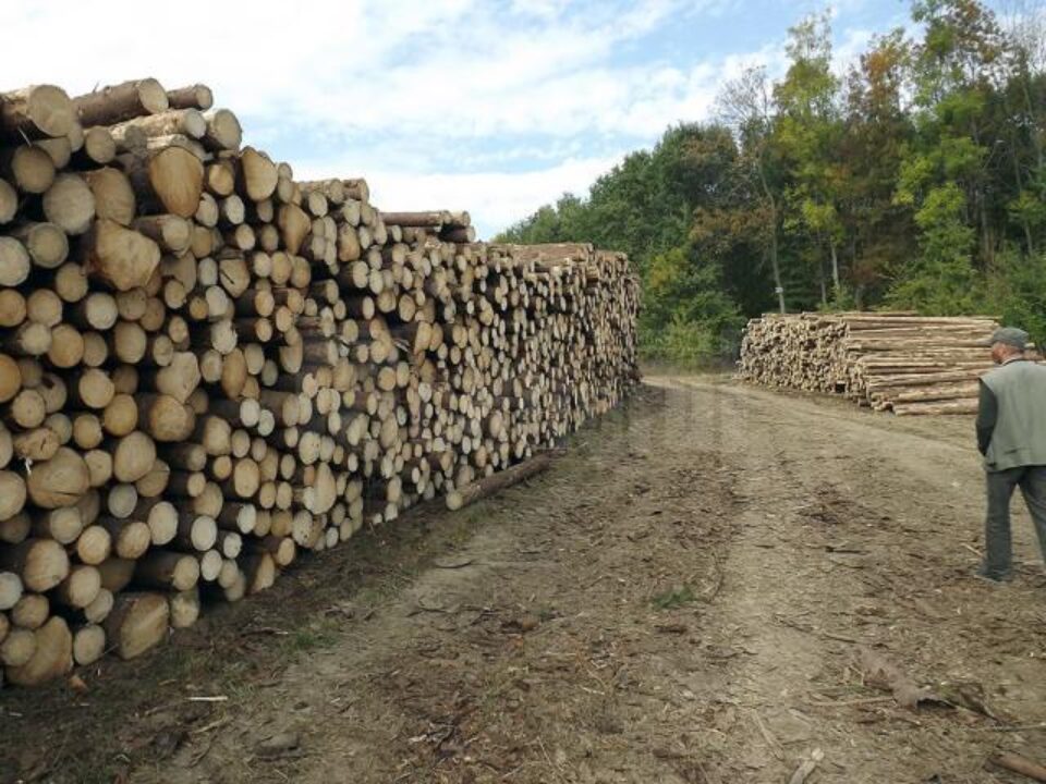 Taierea, depozitarea și transportul materialelor lemnoase trebuie anunțate online, chiar din mijlocul pădurii