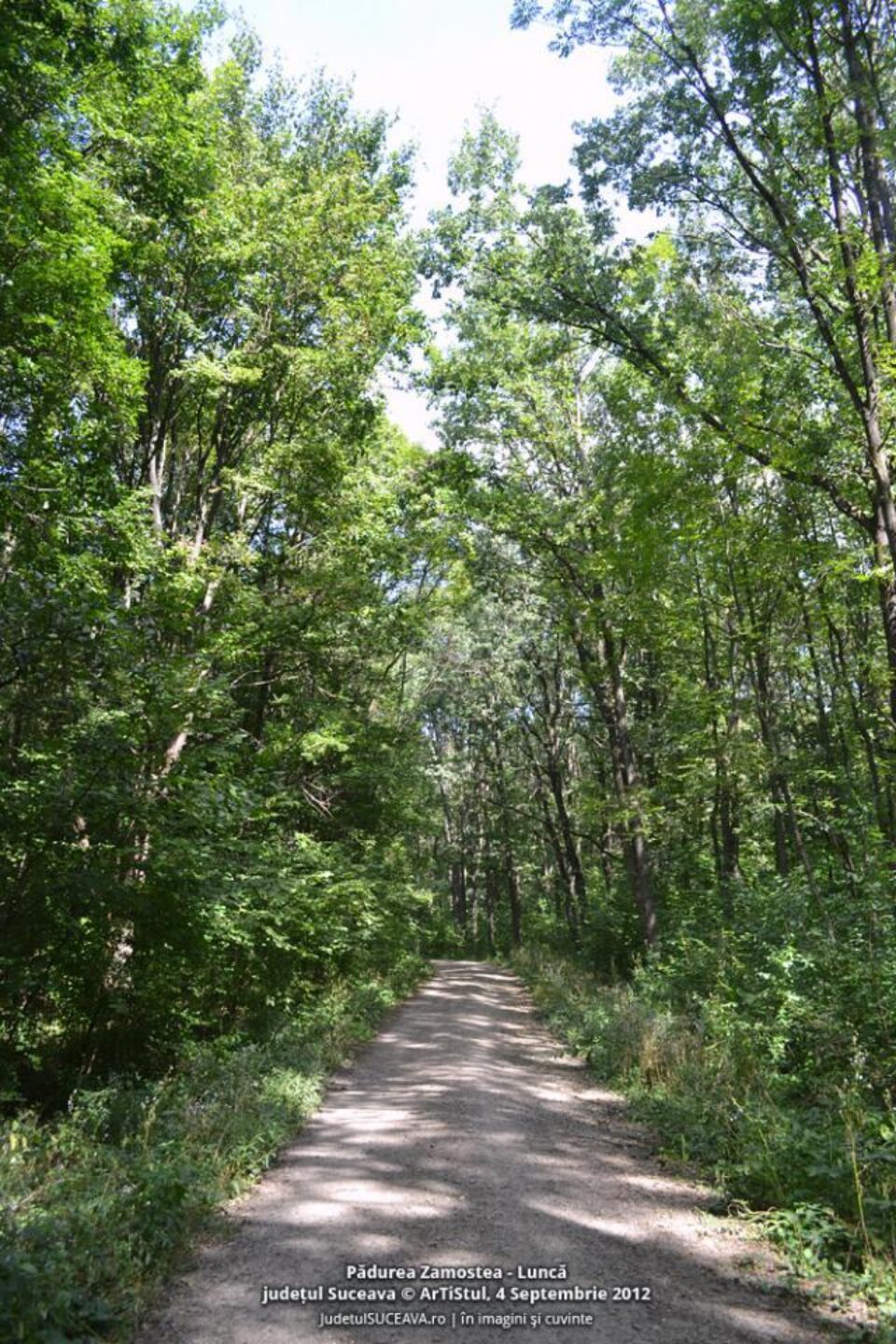Rezervația forestieră Pădurea Zamostea – Luncă
