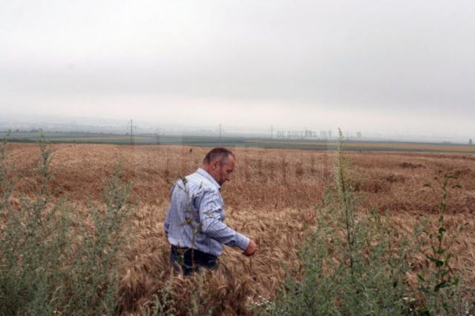 La grâu, cea mai importantă cultură de cereale, a fost obținută o producție bună, peste media anilor precedenți