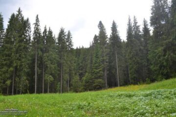 Pădurea Roșoșa