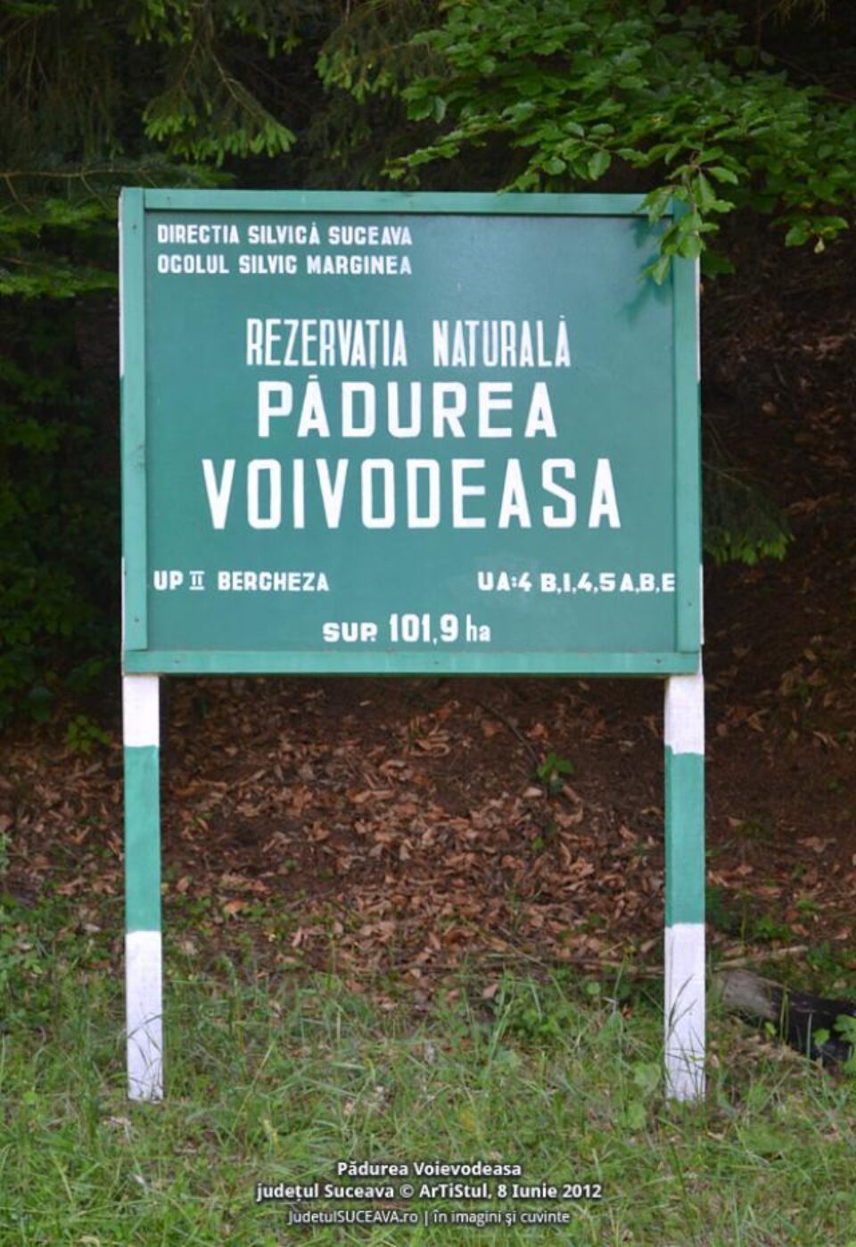 Pădurea Voievodeasa