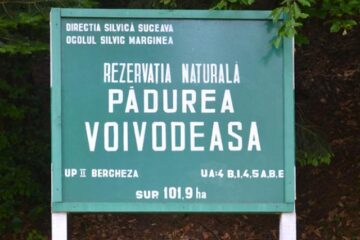 Pădurea Voievodeasa