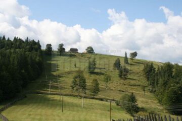 Animalele și pădurea, marfa cea mai de preț pentru localnici
