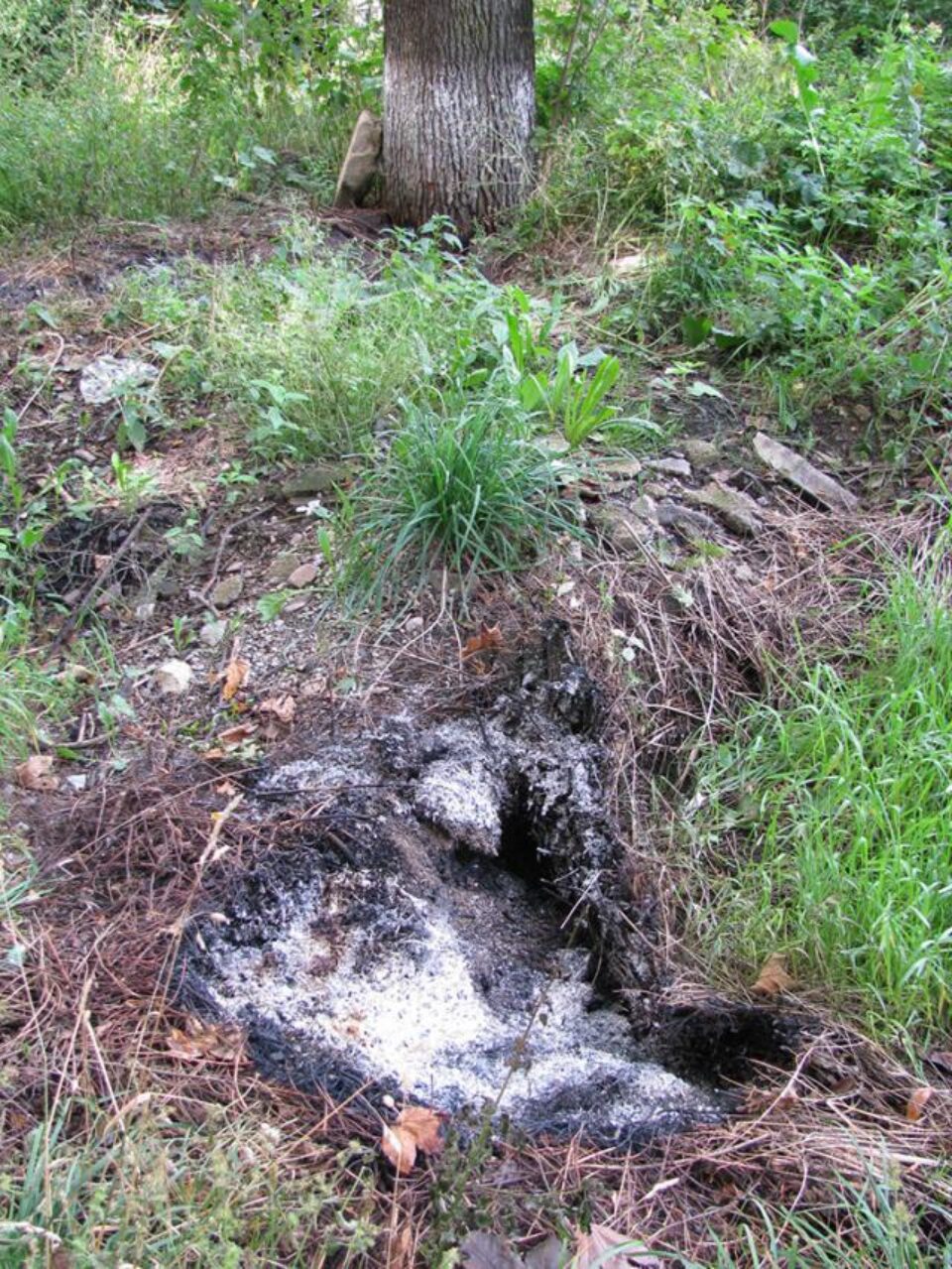 În parcul din comuna Vama solul arde mocnit dinspre adâncime spre suprafață, pe sub ierburi În parcul din comuna Vama solul arde mocnit dinspre adâncime spre suprafață, pe sub ierburi