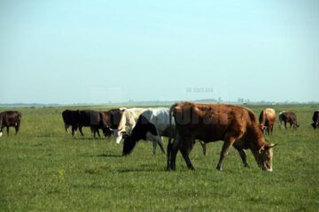 În județul Bacău, 31 de animale au fost diagnosticate cu boala limbii albastre