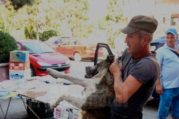 Prima zi de prindere a câinilor vagabonzi de către operatorul privat, Diasil