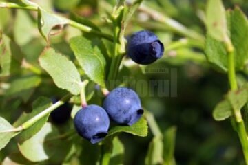 „Fructe de pădure”