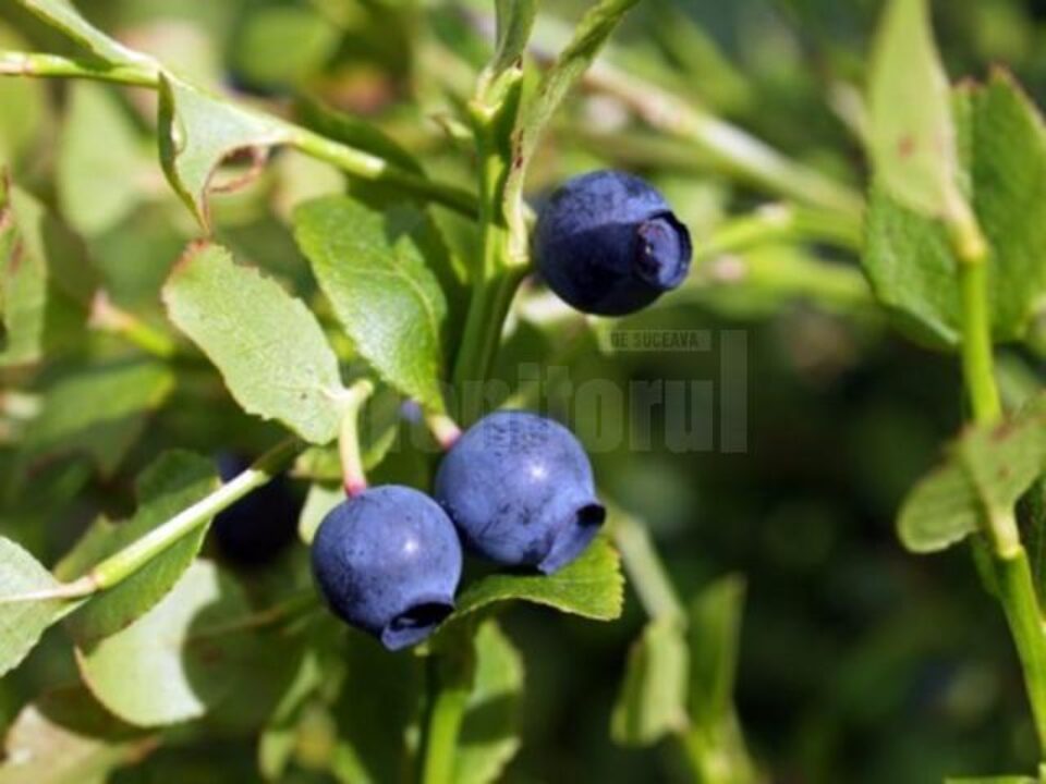 „Fructe de pădure”
