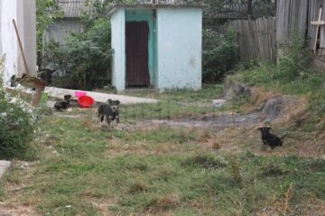 Curtea clădirii e modestă, plină de buruieni, prin ea hoinărind peste 10 câini