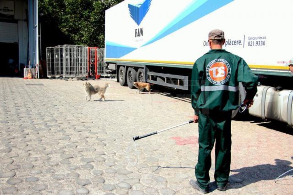 60 de câini care hoinăreau pe străzile municipiului Suceava, capturați