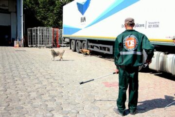 60 de câini care hoinăreau pe străzile municipiului Suceava, capturați
