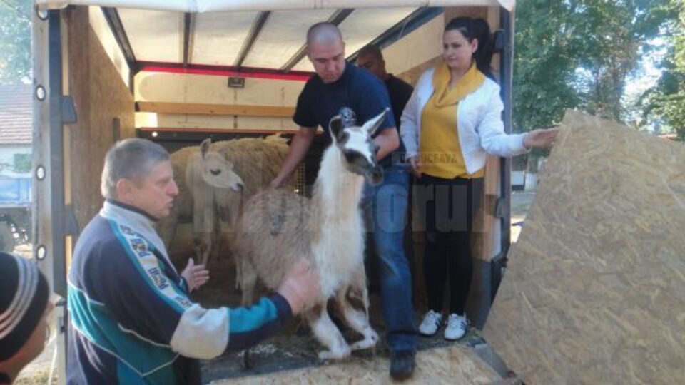 Trei lame și un pui de leu au ajuns la Zoo Rădăuți în schimbul a trei pui de tigru