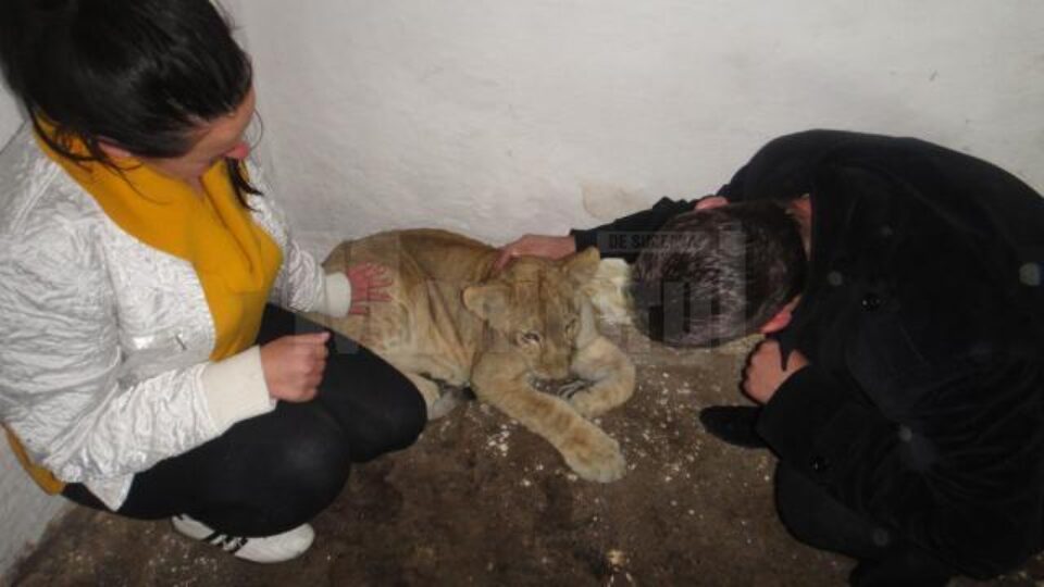Trei lame și un pui de leu au ajuns la Zoo Rădăuți în schimbul a trei pui de tigru