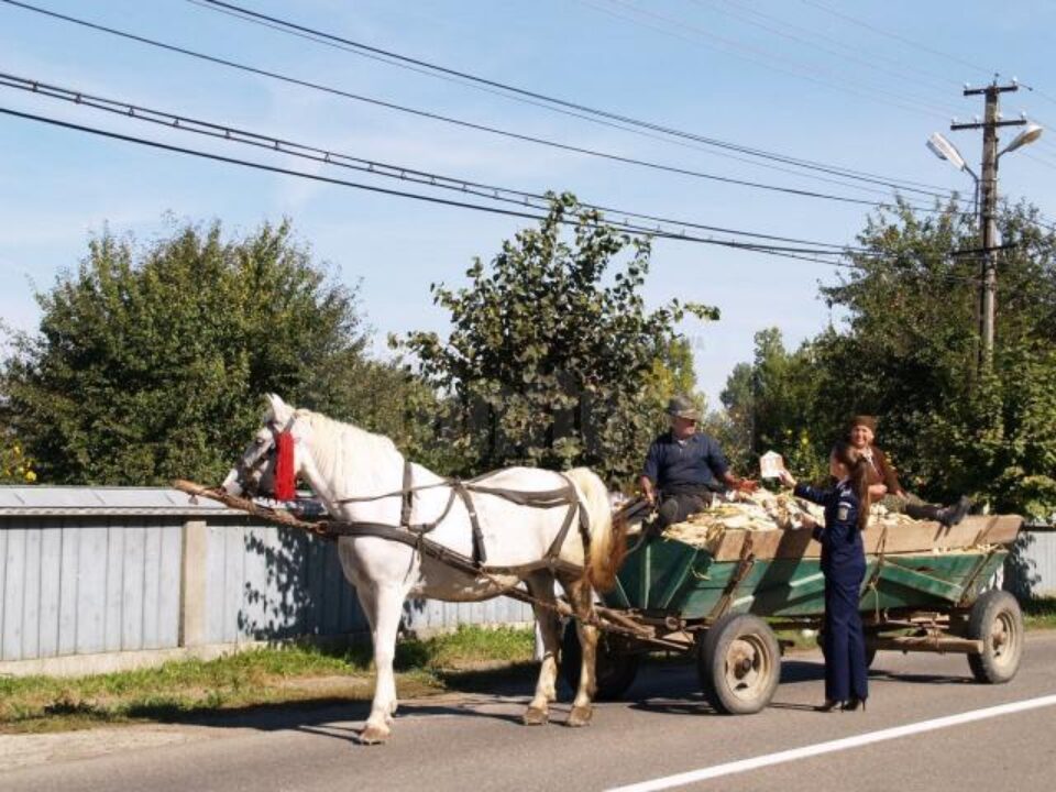 Acțiune de prevenire a accidentelor rutiere în care sunt implicați căruțașii