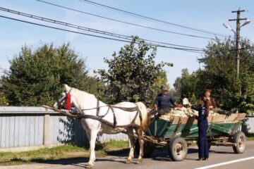 Acțiune de prevenire a accidentelor rutiere în care sunt implicați căruțașii