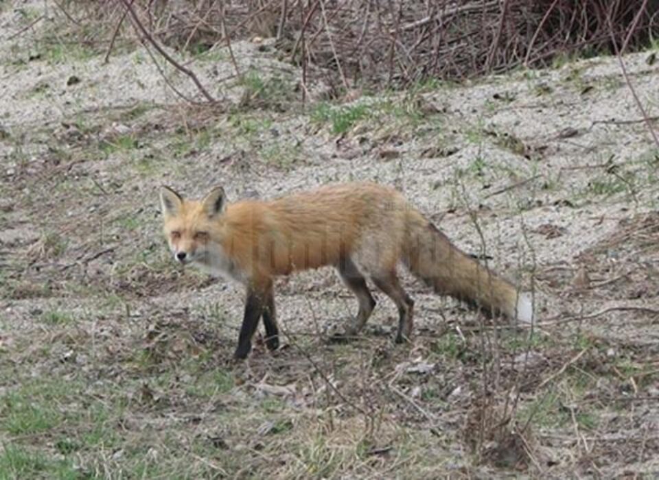 Campanie de vaccinare aeriană și manuală a vulpilor, pentru combaterea rabiei