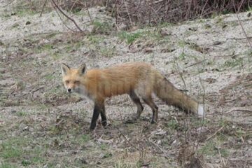 Campanie de vaccinare aeriană și manuală a vulpilor, pentru combaterea rabiei