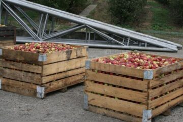 Pomicultorii din zona Fălticeni stau cu marfa pe stoc din cauza prețului mic la mere