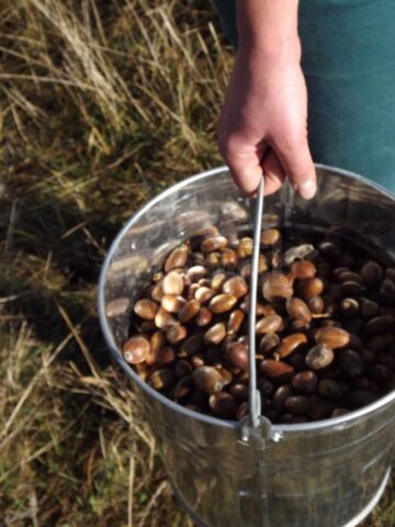 4000 de kilograme de ghinda au fost plantate sambata, de catre cei 450 de voluntari