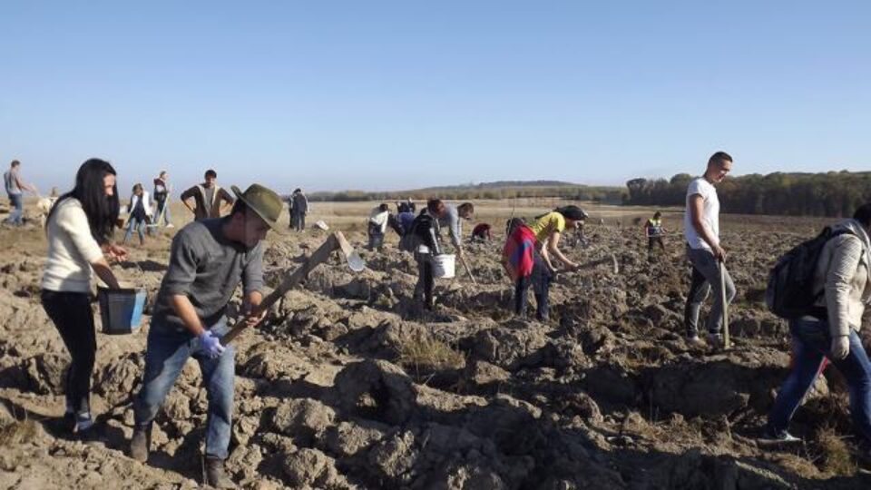 Tinerii voluntari au plantat o pădure pe 40 de hectare de teren