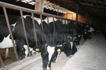 Ferma lui Mihai Flutur numără 60 de capete de animale