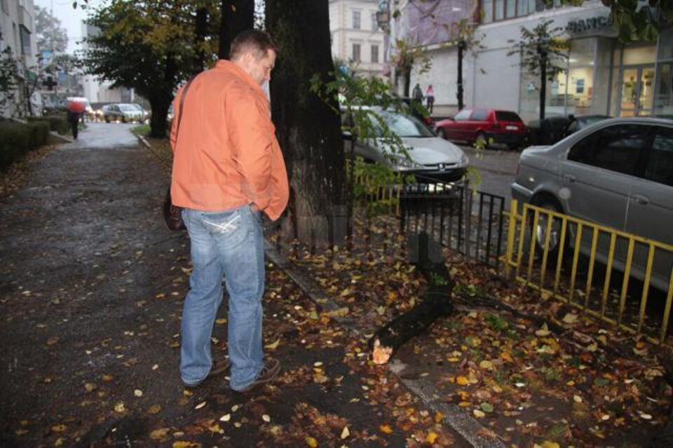 Din cauza condițiilor meteo, crengile uscate ale unui tei de pe marginea străzii Nicolae Bălcescu, din centrul Sucevei, s-au prăbușit ieri pe trotuar