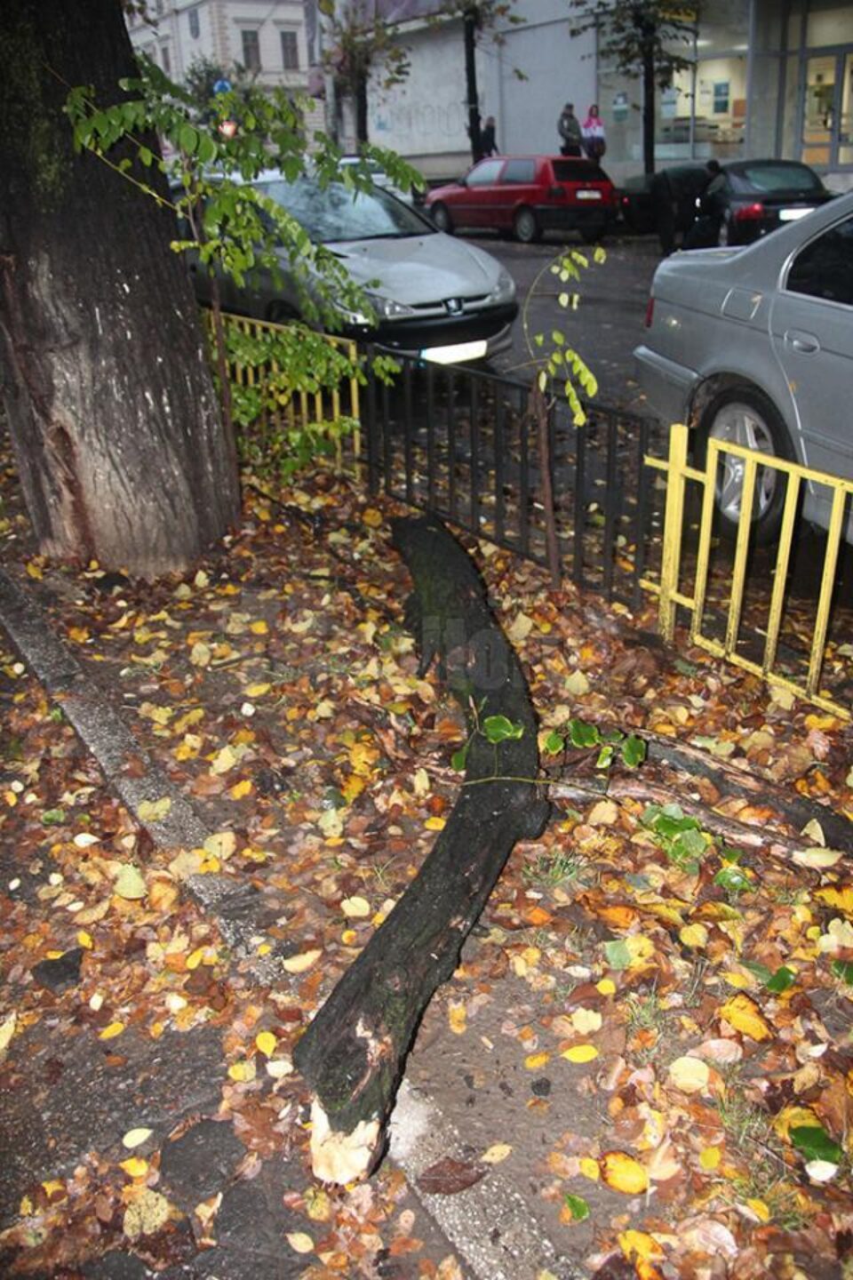 Din cauza condițiilor meteo, crengile uscate ale unui tei de pe marginea străzii Nicolae Bălcescu, din centrul Sucevei, s-au prăbușit ieri pe trotuar