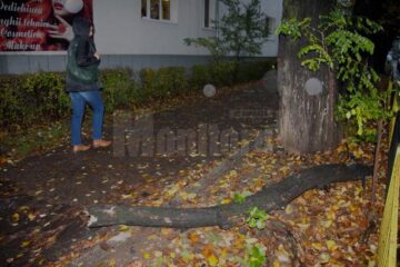 Din cauza condițiilor meteo, crengile uscate ale unui tei de pe marginea străzii Nicolae Bălcescu, din centrul Sucevei, s-au prăbușit ieri pe trotuar