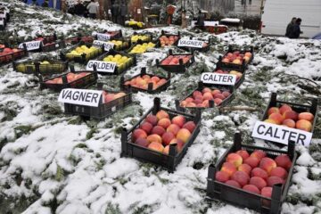Merele au fost expuse într-un peisaj hibernal