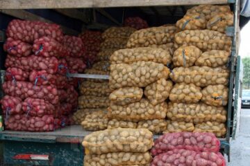 Prețul cartofului, de patru ori mai mic decât anul trecut