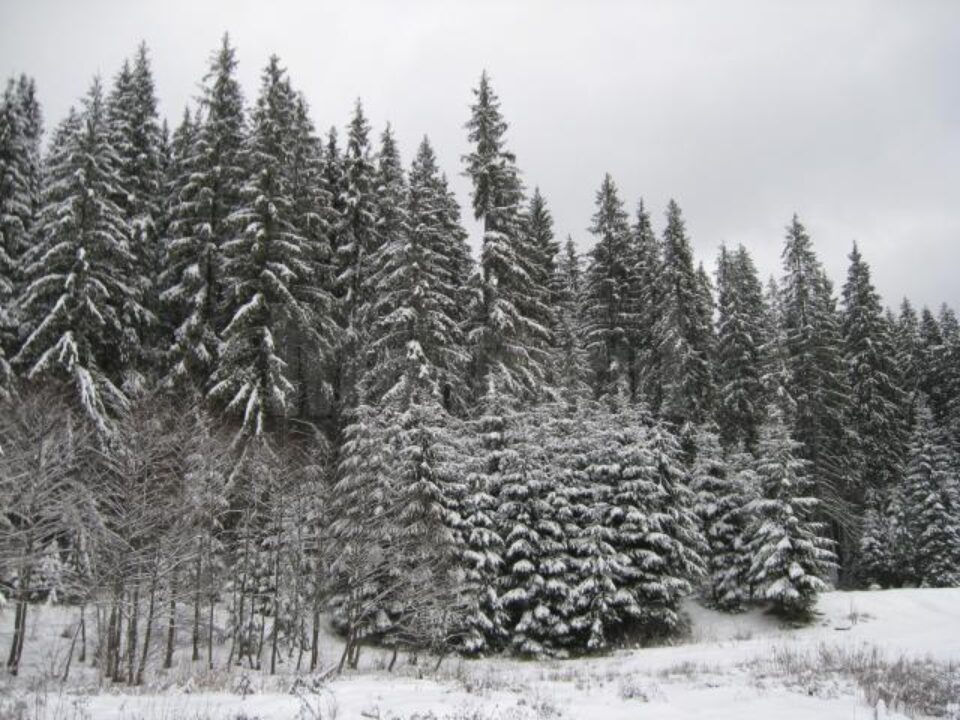 Cod galben de ploi, ninsori și vânt puternic