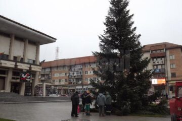 Bradul, cu tente argintii, a fost adus de la un ocol silvic privat, de la Baia