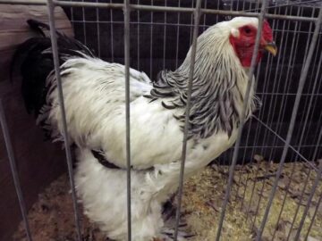 Aproape 5.000 de exemplare de păsări și mamifere mici, la Târgul Național organizat în premieră la Suceava