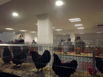 Aproape 5.000 de exemplare de păsări și mamifere mici, la Târgul Național organizat în premieră la Suceava