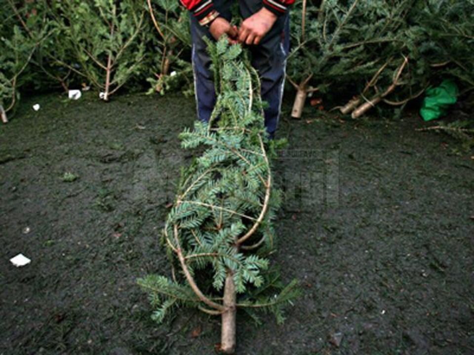 Polițiștii suceveni desfășoară în această perioadă acțiuni de combatere a tăierilor ilegale de brazi de Crăciun