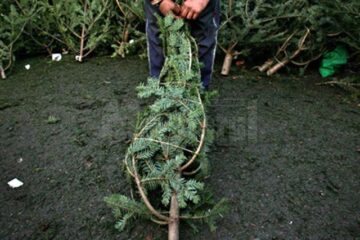 Polițiștii suceveni desfășoară în această perioadă acțiuni de combatere a tăierilor ilegale de brazi de Crăciun