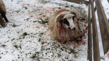 Turma de oi a unui crescător din Mihoveni, decimată de fiare sălbatice