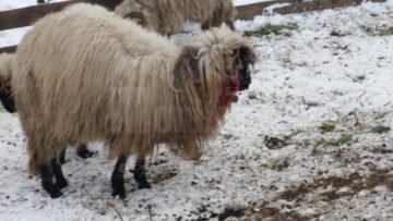 Turma de oi a unui crescător din Mihoveni, decimată de fiare sălbatice