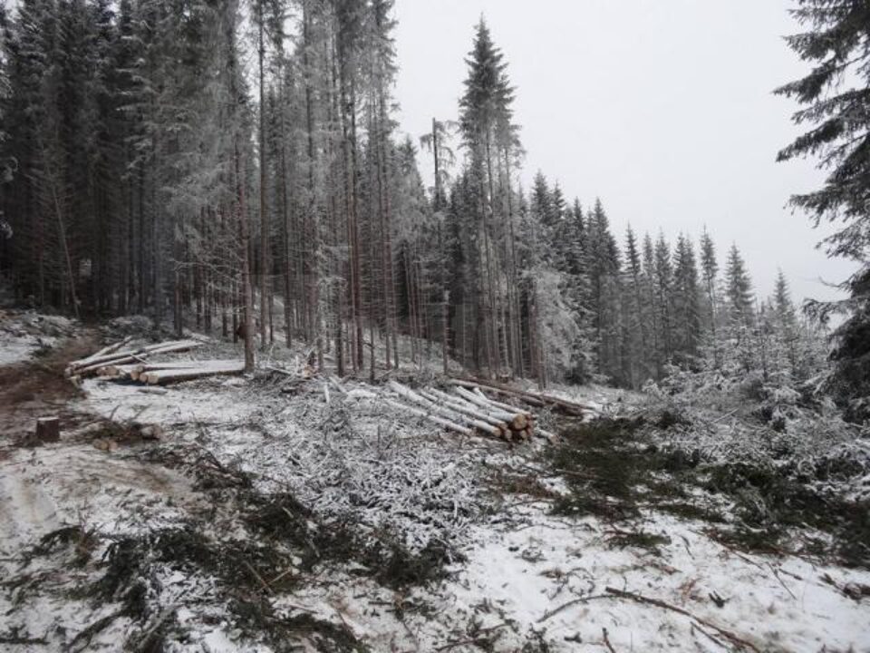 Afaceriști din Slatina și Mălini au făcut bani grei din exploatarea pădurilor și jonglerii financiare