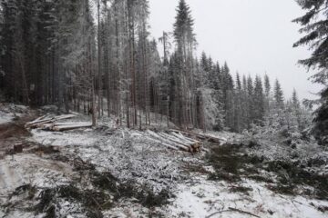 Afaceriști din Slatina și Mălini au făcut bani grei din exploatarea pădurilor și jonglerii financiare