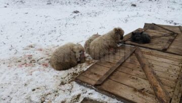 Turma de oi a unui crescător din Mihoveni, decimată de fiare sălbatice