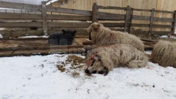 Turma de oi a unui crescător din Mihoveni, decimată de fiare sălbatice
