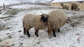 Turma de oi a unui crescător din Mihoveni, decimată de fiare sălbatice